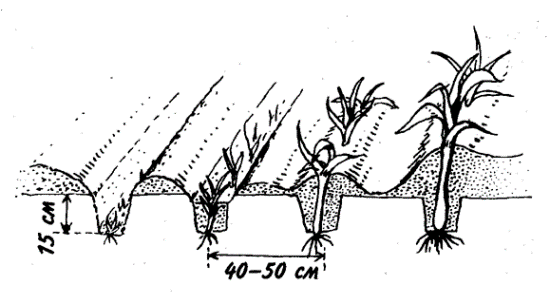 Схема посадки лук порей в открытый